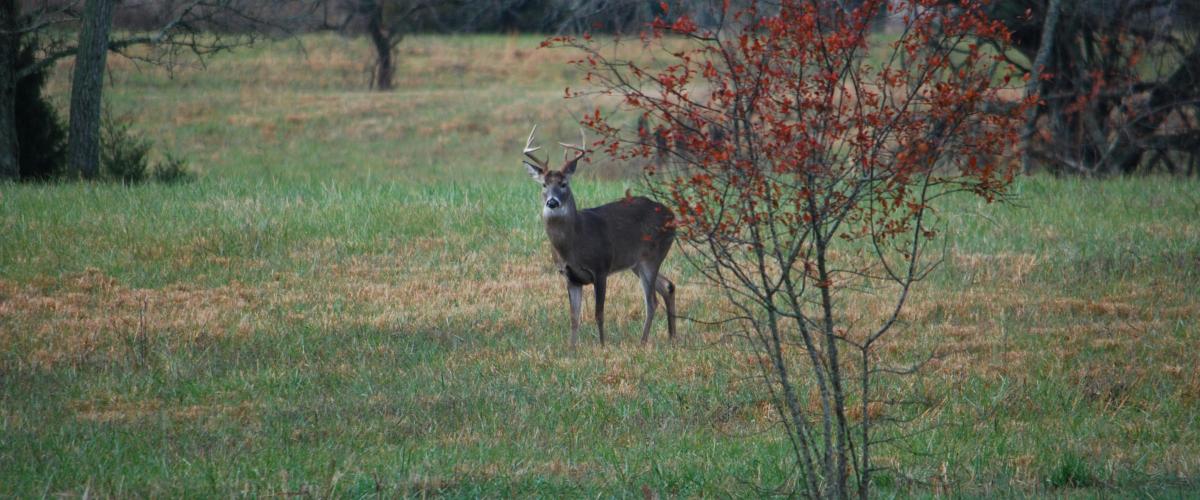 Kentucky-i férfi nyer 1,1 millió dolláros lottófőnyereményt szarvasvadászat közben
