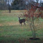 Kentucky-i férfi nyer 1,1 millió dolláros lottófőnyereményt szarvasvadászat közben